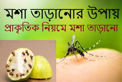 মশা তাড়ানোর উপায়-প্রাকৃতিক নিয়মে মশা তাড়ানো