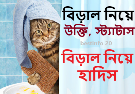 বিড়াল নিয়ে উক্তি,