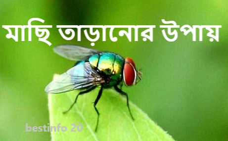 মাছি তাড়ানোর উপায়