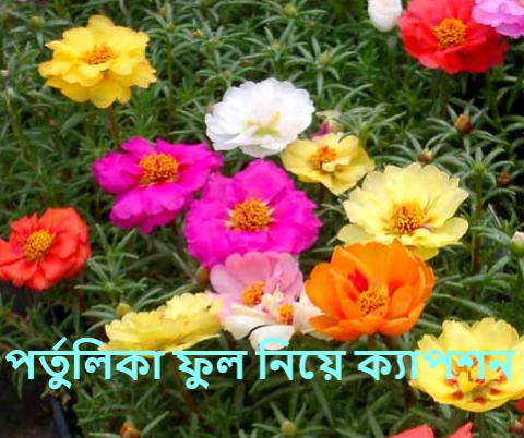 পর্তুলিকা ফুল নিয়ে ক্যাপশন