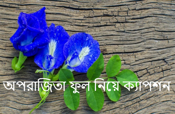 অপরাজিতা ফুল নিয়ে ক্যাপশন